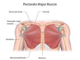 Pectoralis majörün lifleri horizantal olarak (yere paralel) humerus kol kemiğine uzanır. Pectoralis Major The Definitive Guide Biology Dictionary