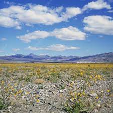 Along roads leading into the park, long rows of bright yellow daisies wave. Desert Flowers After Rain In Death Valley Stock Image B530 0057 Science Photo Library