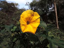 Image result for Merremia tuberosa