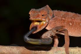 The term 'piebald' refers to a color pattern where the normal color is disrupted, and the animal has large patches of pure white on. The Chameleon S Tongue Shot Madcham De