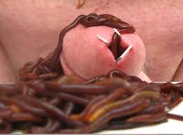 Pic. Wtf Dick Yep Qualify Say Worms, 207420B – My rWTF favs