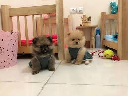 Pomeranian Boo Turkiye 27 Photos Dog Walker 52200 Ordulular Samsun Province Turkey