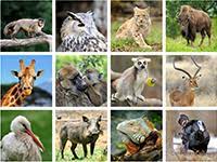 Un coloriage d'oiseau prêt à imprimer et à colorier. Les Animaux Lulu La Taupe Jeux Gratuits Pour Enfants