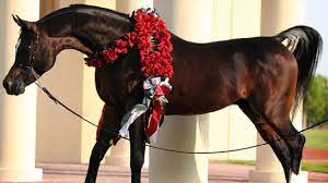 الحصان العربي المصري الأصيل الفحل الأسطورة رويال كلرز من أجمل الخيول الع horse coloring horses arabian horse