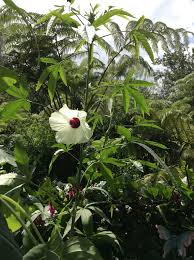 Image result for Hibiscus cannabinus
