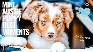 Housebreaking miniature australian shepherd puppies can be tricky so be firm and consistent during training, but as we said before positive reinforcement techniques work the best. Mini Aussie Puppy Best Moments First Two Weeks At New Home Youtube