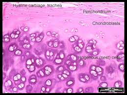 Hyaline Cartilage Hyaline Cartilage Cartilage Human Tissue