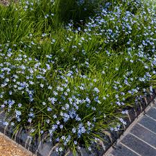 Image result for Sisyrinchium