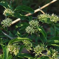 Image result for Pavetta uniflora