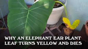 Hey keep the plant a little drier and they disappear. Why An Elephant Ear Colocasia Leaf Turns Yellow And Dies Youtube