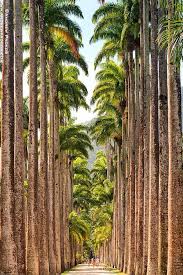 Jardim Botanico Imperial Palms Rio De Janeiro Photo On Sunsurfer Beautiful Tree Tree Forest Beautiful Places