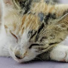 It just takes time for the viral infection to run its course. Gastroenteritis In Cats Favcats Com