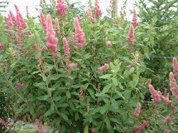 Image result for Spiraea billardii