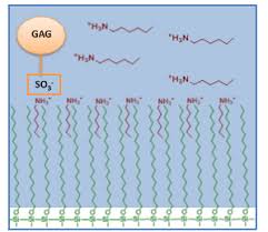Reversed-Phase Separation Methods For Glycan Analysis | Analytical And  Bioanalytical Chemistry