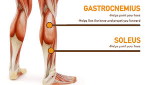 It is not able to exert full power . Leg Muscle Anatomy Function Facts Openfit