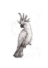 Horned Cockatoo Archival Print Giclee Print Australian Animals Australian Plants Botanical Art Botanical Art Drawing Animal Sketches Animal Drawings