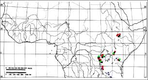 Image result for Huperzia afromontana