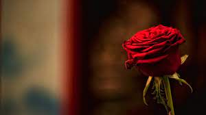 Looking for the best wallpapers? Rose Hd Desktop Wallpapers Top Free Rose Hd Desktop Backgrounds Wallpaperaccess