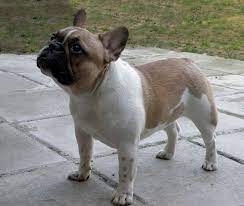 One thing every french bulldog puppy has in common is its cuddly, warm nature. Pamela Amberbull French Bulldogs Vancouver Bc Bulldog French Bulldog Cute Dogs