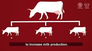 Vendita di mangimi,accessori ed animali di tutti i. Using Nuclear Science To Improve Animal Breeding Iaea