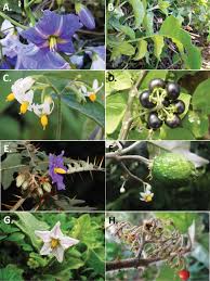 Solanaceae, the nightshade, or potato, family of flowering plants (order solanales), with 102 genera and nearly 2,500 species, many of considerable economic importance as food and drug plants. Dichotomous Keys To The Species Of Solanum L Solanaceae In Continental Africa Madagascar Incl The Indian Ocean Islands Macaronesia And The Cape Verde Islands