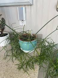 Image result for Cynanchum ledermannii