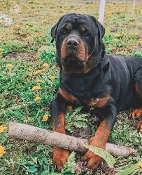 Top 10 female rottweiler names. 101 Perfect Rottweiler Names For Female Dogs Petpress