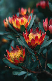 Image result for Leucospermum
