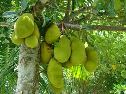 Image result for jackfruit