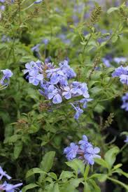 Image result for Plumbago auriculata
