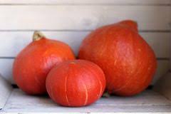 Denn es ist besser den hokkaido zu ernten, wenn er noch unreif ist, als die frucht bei frost im freien zu belassen. Hokkaido Kurbis Woran Erkennen Sie Dass Er Reif Ist
