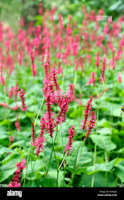 Image result for Persicaria amplexicaule