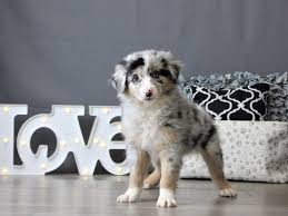 The mini australian shepherd is a teacup sized version of the popular aussie shepherd dog. Australian Shepherd Puppies Petland Carriage Place