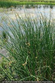 Image result for Schoenoplectus sp.no.3