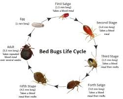 For pest control in sydney, trust only the masters! Bed Bugs Removal Parramatta 140 Attack Pest Control Sydney