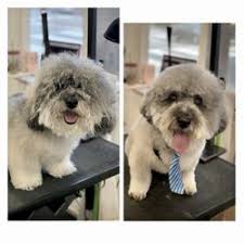 We use all natural shampoos, conditioners, and ear cleaner. Best Dog Grooming Near Me February 2021 Find Nearby Dog Grooming Reviews Yelp