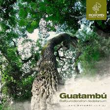 Image result for Balfourodendron