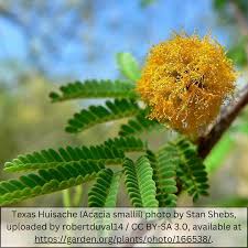 Image result for Acacia