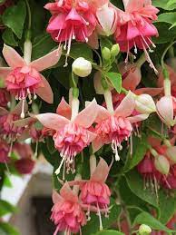 Pin By Gogan Andrea On Jardin Ideas Fuchsia Flowers Pretty Flowers Shade Flowers