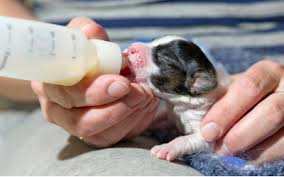 The secret is doing it step by step with lots of praising for doing things right. Feeding Orphaned Puppies Vca Animal Hospital