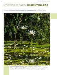 Image result for Nymphoides forbesiana