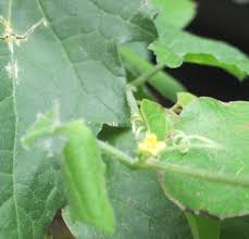 Image result for Cucumis maderaspatanus