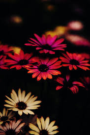 These 125 flower iphone wallpapers are free to download for your iphone 11. 3d Hd Wallpapers For Mobile Free Download Flower