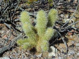 Iirc you can also make it with plant clippings from a sag mill. Chain Cholla Plant Care Growing Chain Cholla Cacti In The Garden