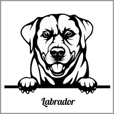 Familiaris) occurring as a wide variety of breeds, many of which are. Labrador Dogs Stock Illustrations 2 866 Labrador Dogs Stock Illustrations Vectors Clipart Dreamstime