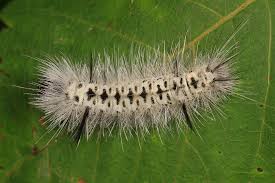 The caterpillar with the most painful sting, at least in north america, is a species known to science as megalopyge opercularis.its common name, the asp, is a reflection of the painful intensity of the sting—this is a caterpillar with the painful bite of a poisonous snake! Venomous Caterpillars In The Hudson Valley Marist Circle