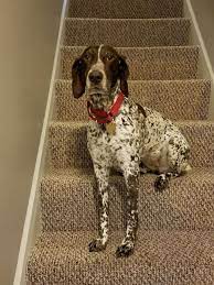 He's a stocky boy, weighing in at 67lbs. Dog For Adoption We Have Adoptable Gsps A German Shorthaired Pointer In Pittsburgh Pa Petfinder