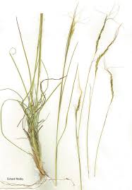 Image result for Heteropogon contortus