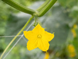 Image result for male flowers cucumber