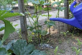 Damit ihr gemüsesaatgut im garten zum keimen kommt, benötigen die gurkensamen eine tagestemperatur gehen sie auf nummer sicher und überlassen sie den ernteerfolg in ihrem garten nicht dem zufall. Die 5 Grossten Fehler Beim Gurken Anbau In 2020 Gurken Dungen Garten Ideen Gemuse Gurkenpflanze